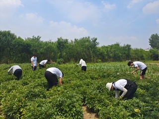 【暑期“三下乡”系列报道】中药...